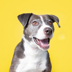 Buffalo abomasun/kallun