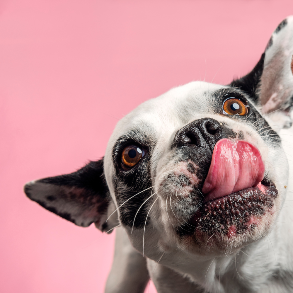 Store hvalpesticks 250g