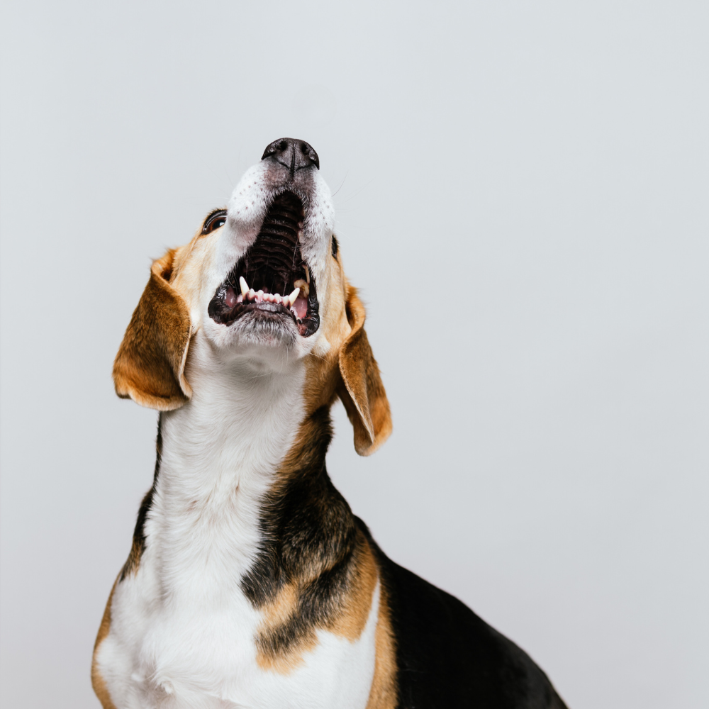 Griseører i strimler