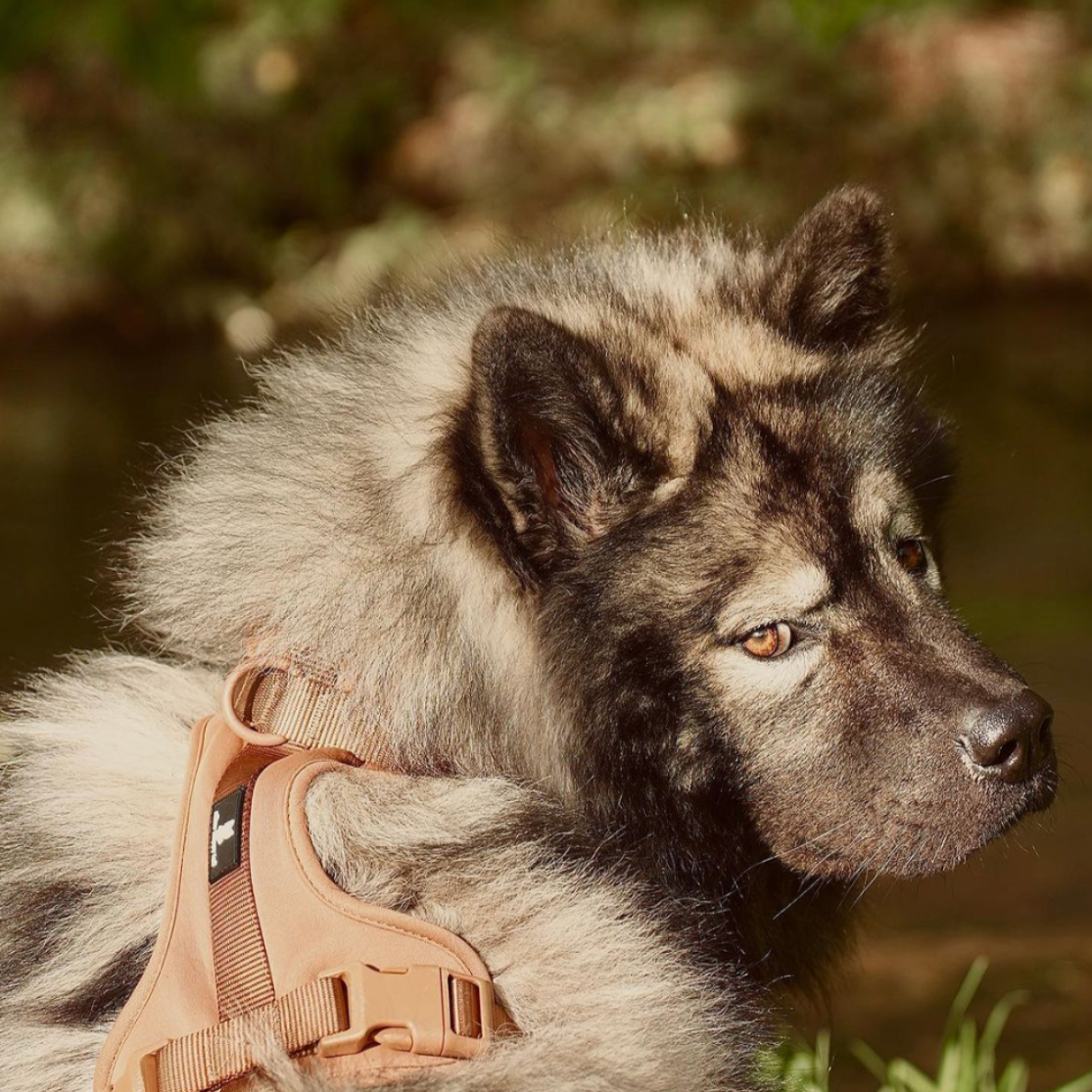 Maui Hundesele - nikos happy tail