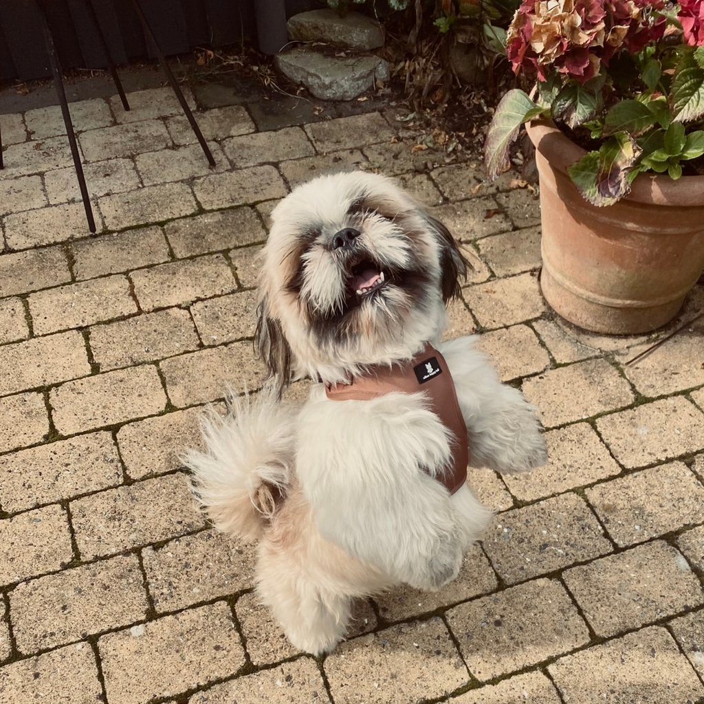 Aiko Hundesele Chocolate Brown - nikos happy tail