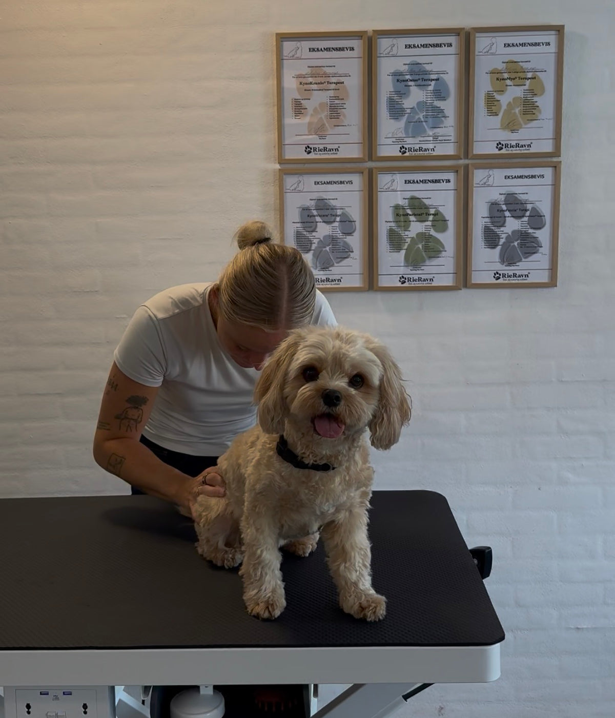 Hundeosteopati
