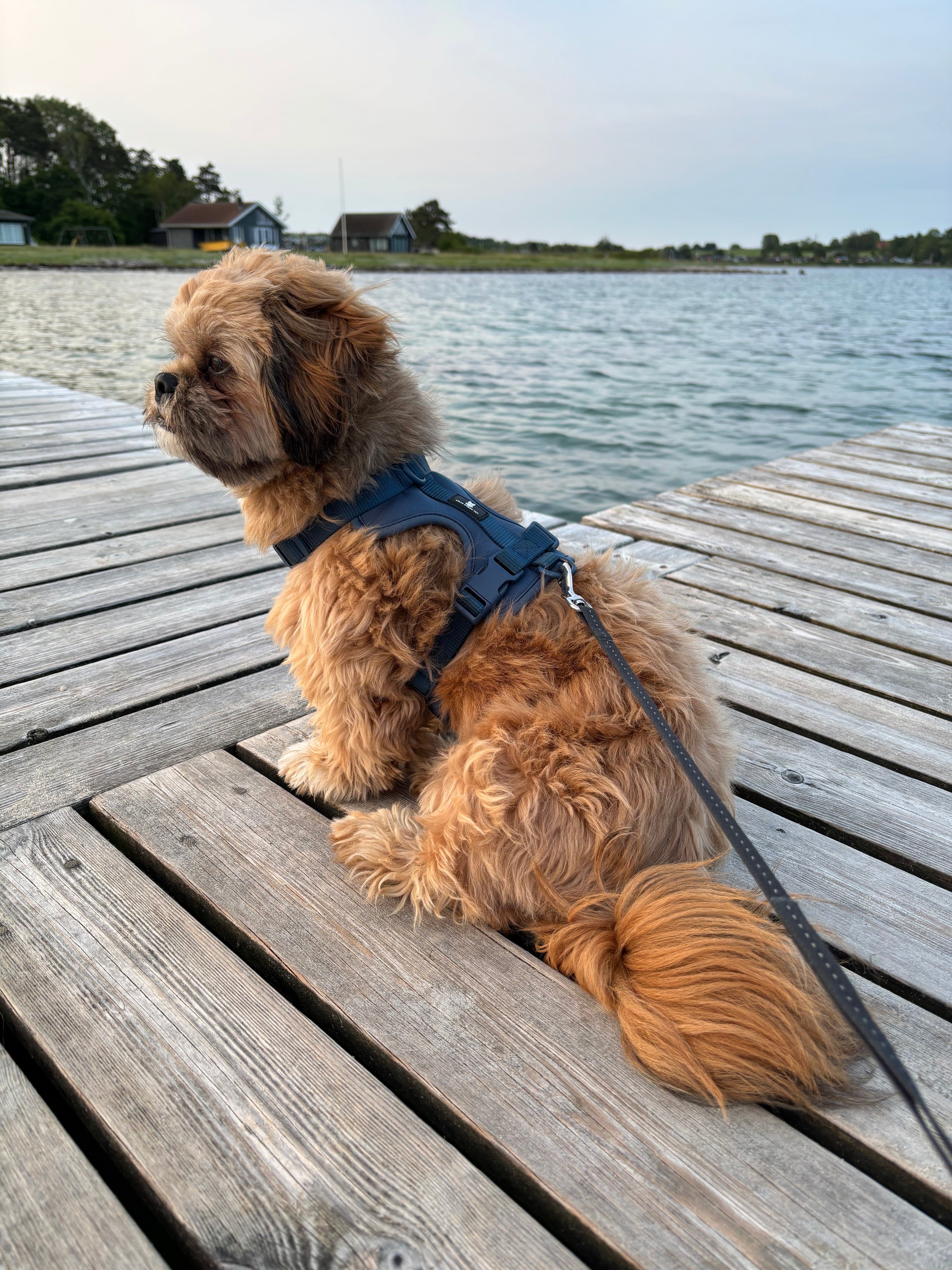 Maui Hundesele Dark Blue