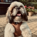 Aiko Hundesele Chocolate Brown - nikos happy tail