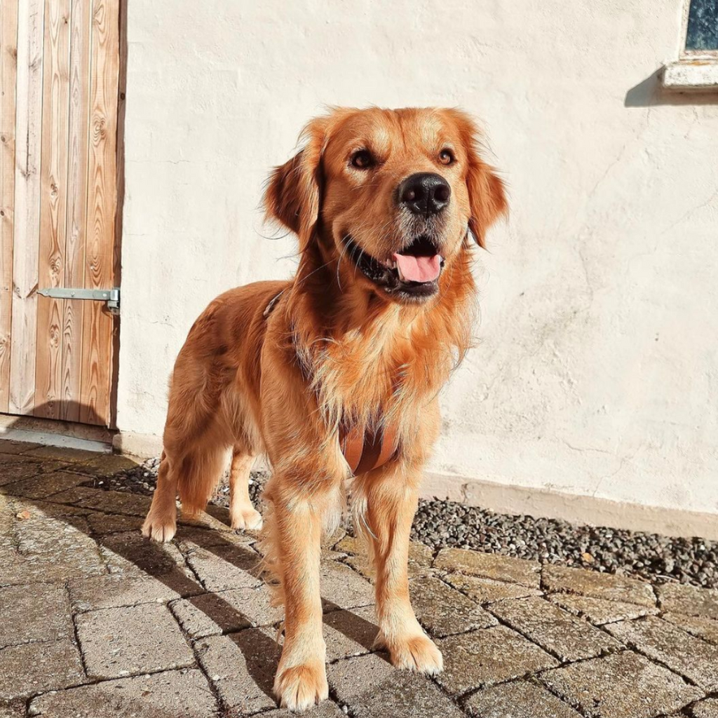 Maui Hundesele - nikos happy tail