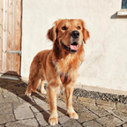 Maui Hundesele - nikos happy tail