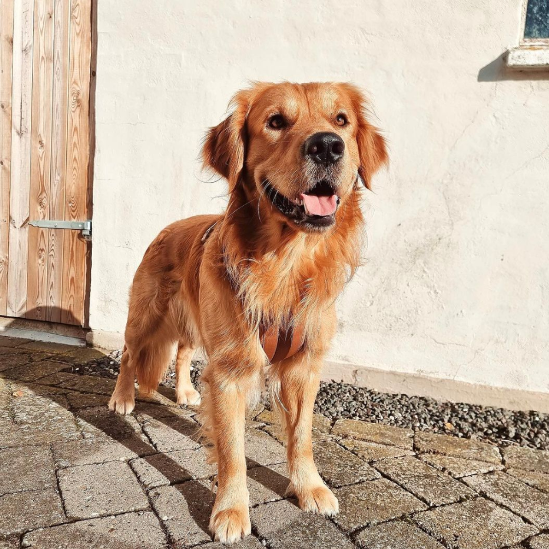 Maui Hundesele - nikos happy tail