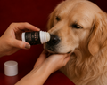 Naturlig pote- og næsebalmstift 30 ml