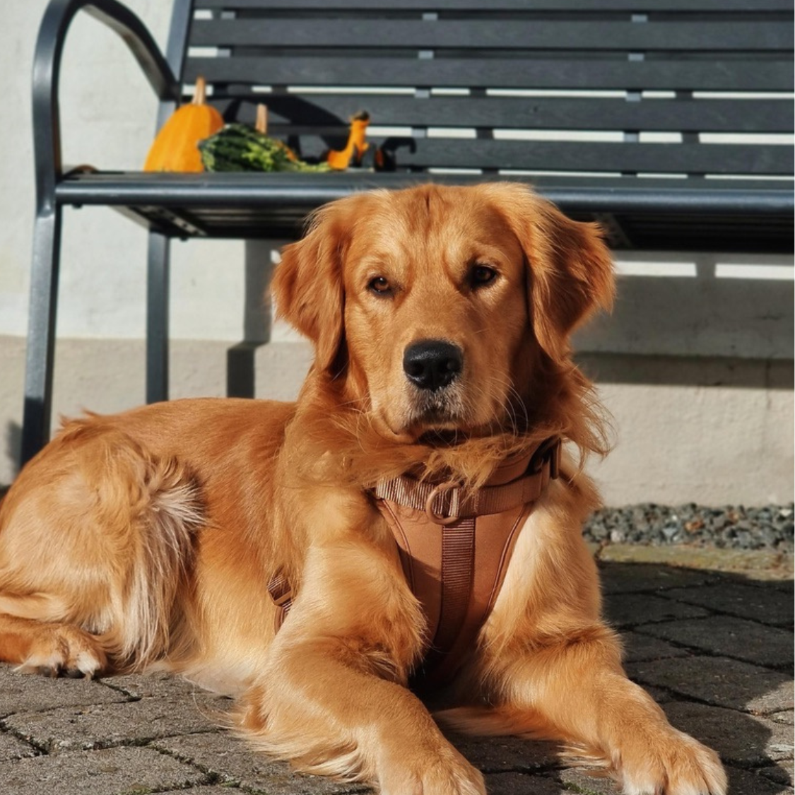 Maui Hundesele - nikos happy tail