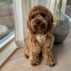 Maui Hundesele - nikos happy tail