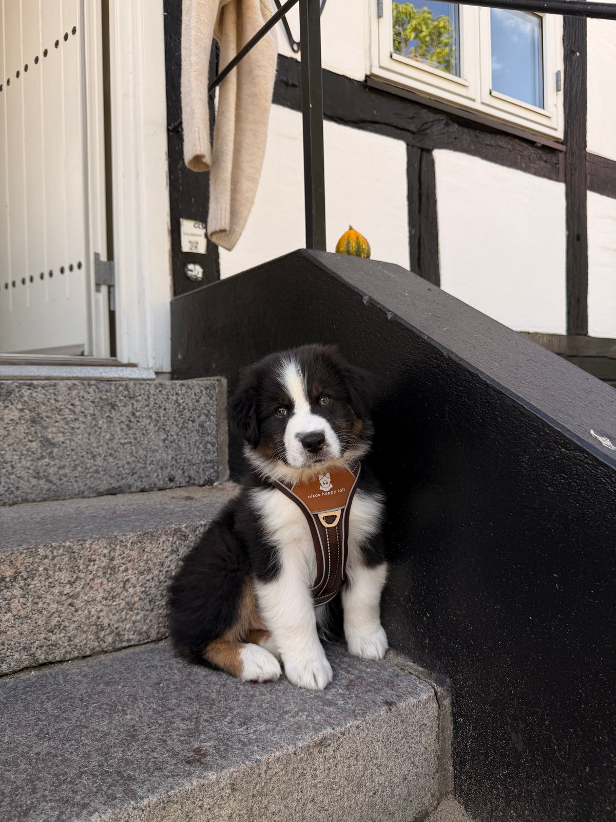 Lau Hundesele Brown