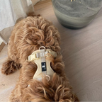 Maui Hundesele - nikos happy tail