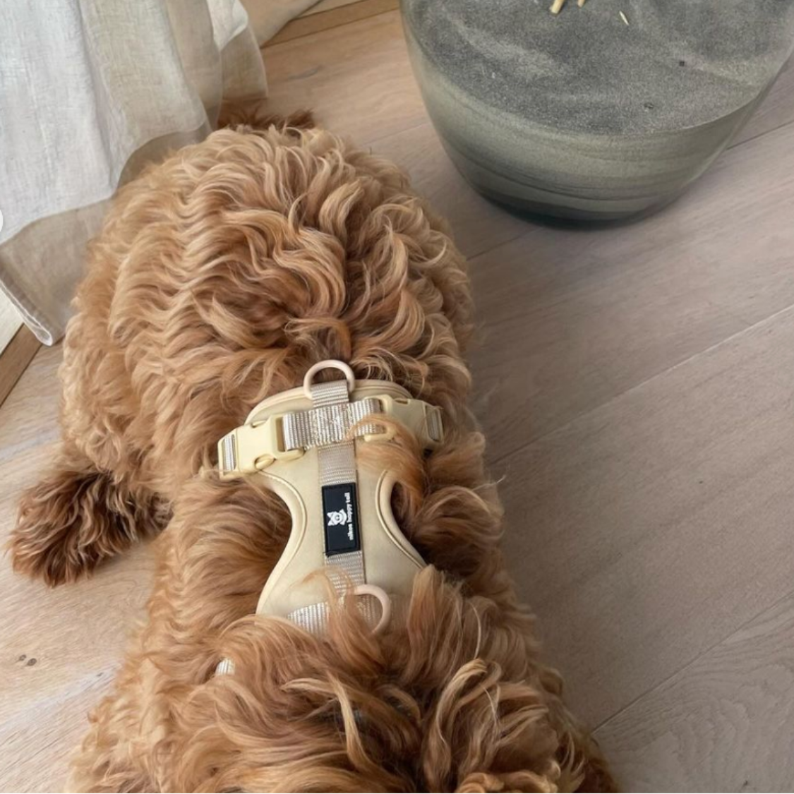 Maui Hundesele - nikos happy tail