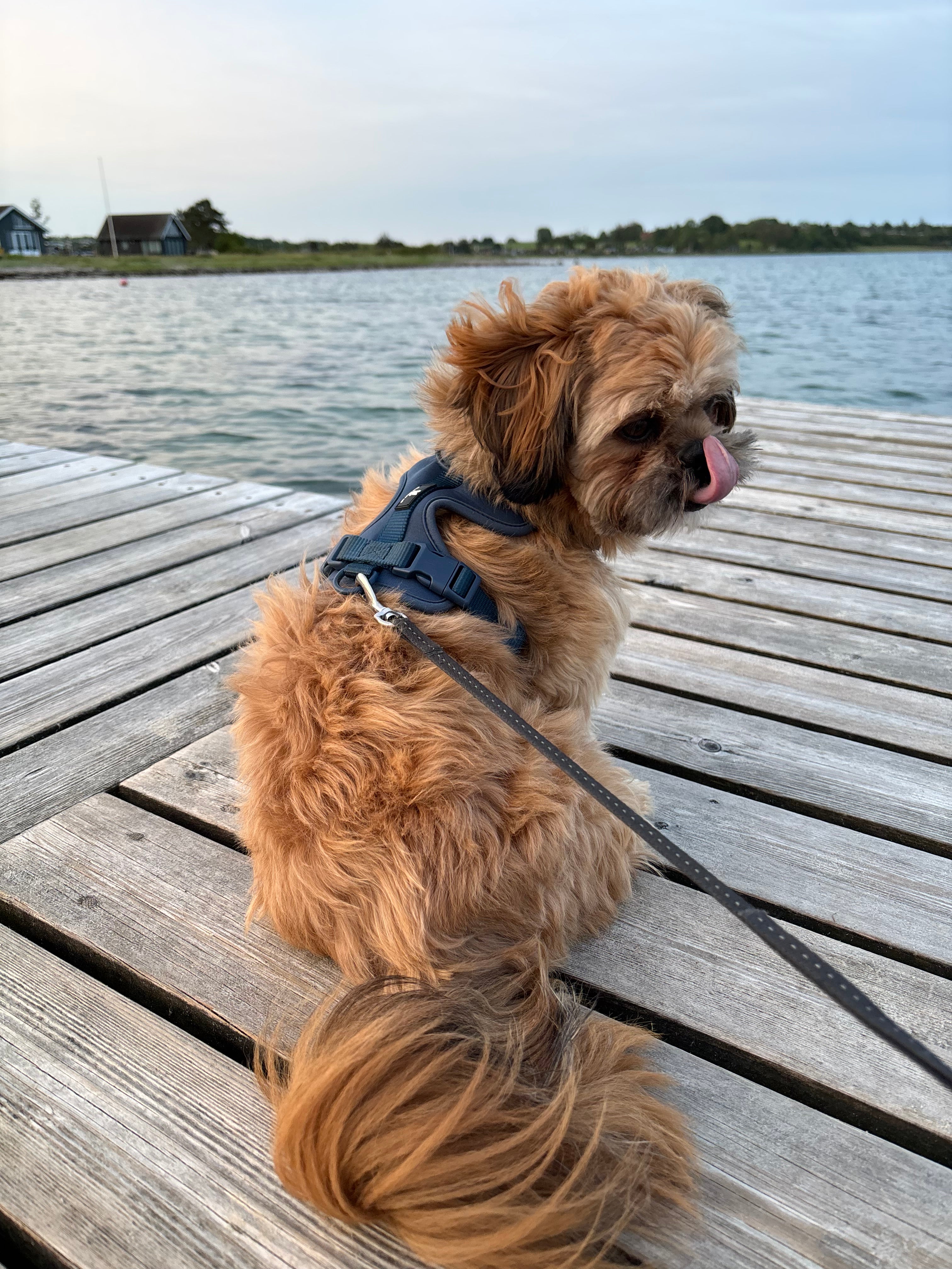 Maui Hundesele Dark Blue