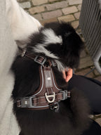 Lau Hundesele Brown
