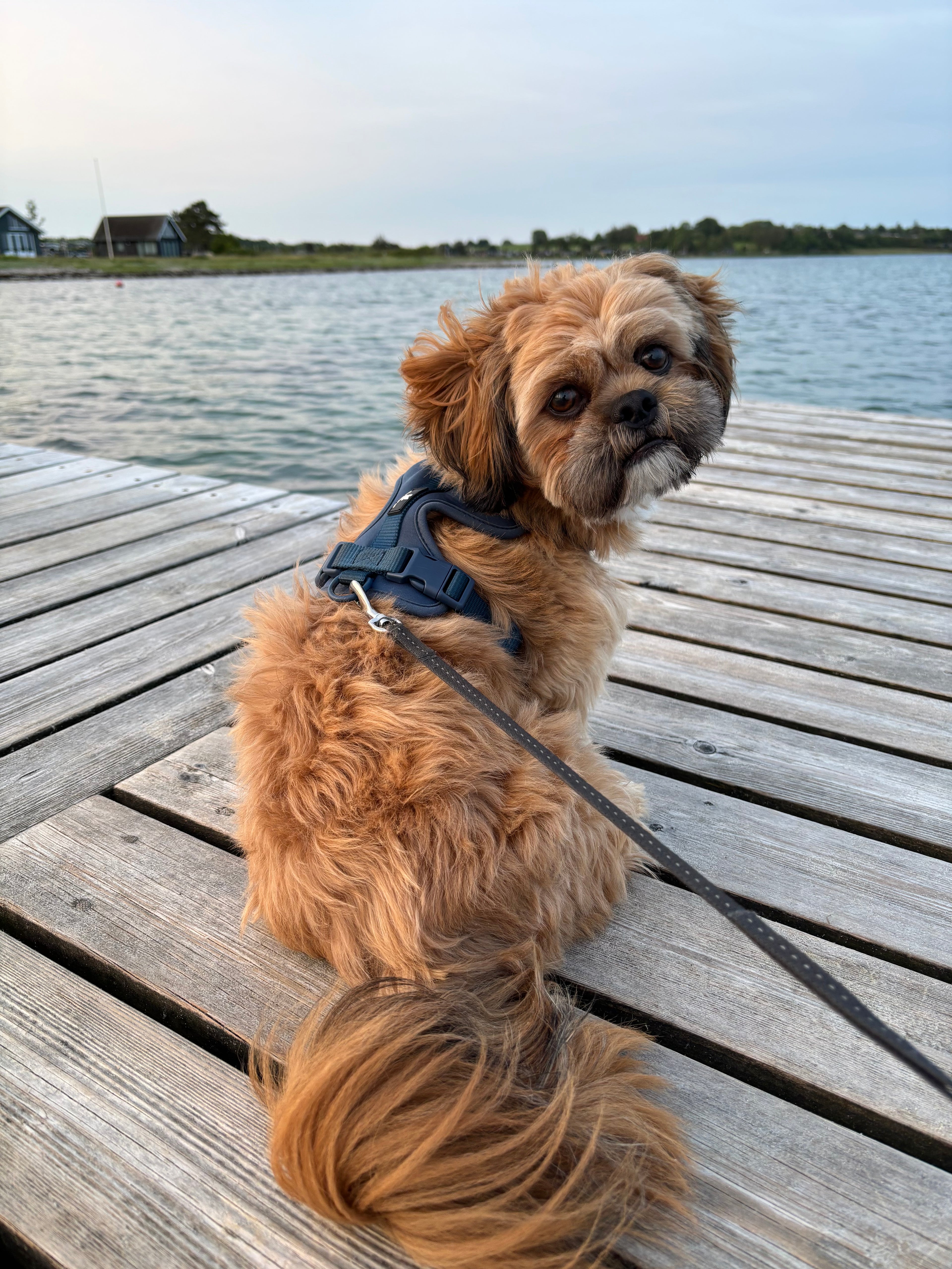 Maui Hundesele Dark Blue