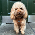 Maui Hundesele Chocolate Brown