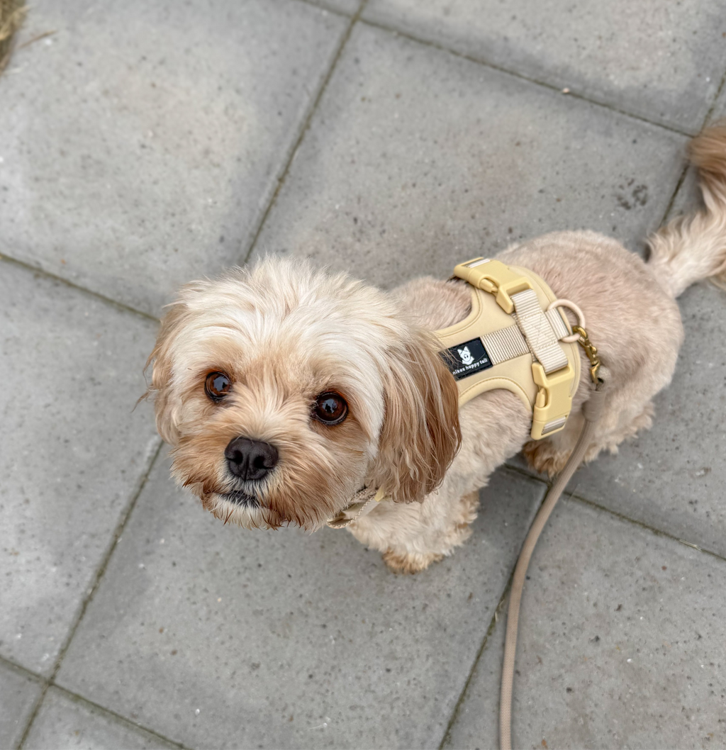 Maui Hundesele Beige