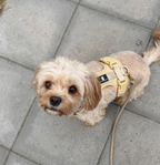 Maui Hundesele Beige