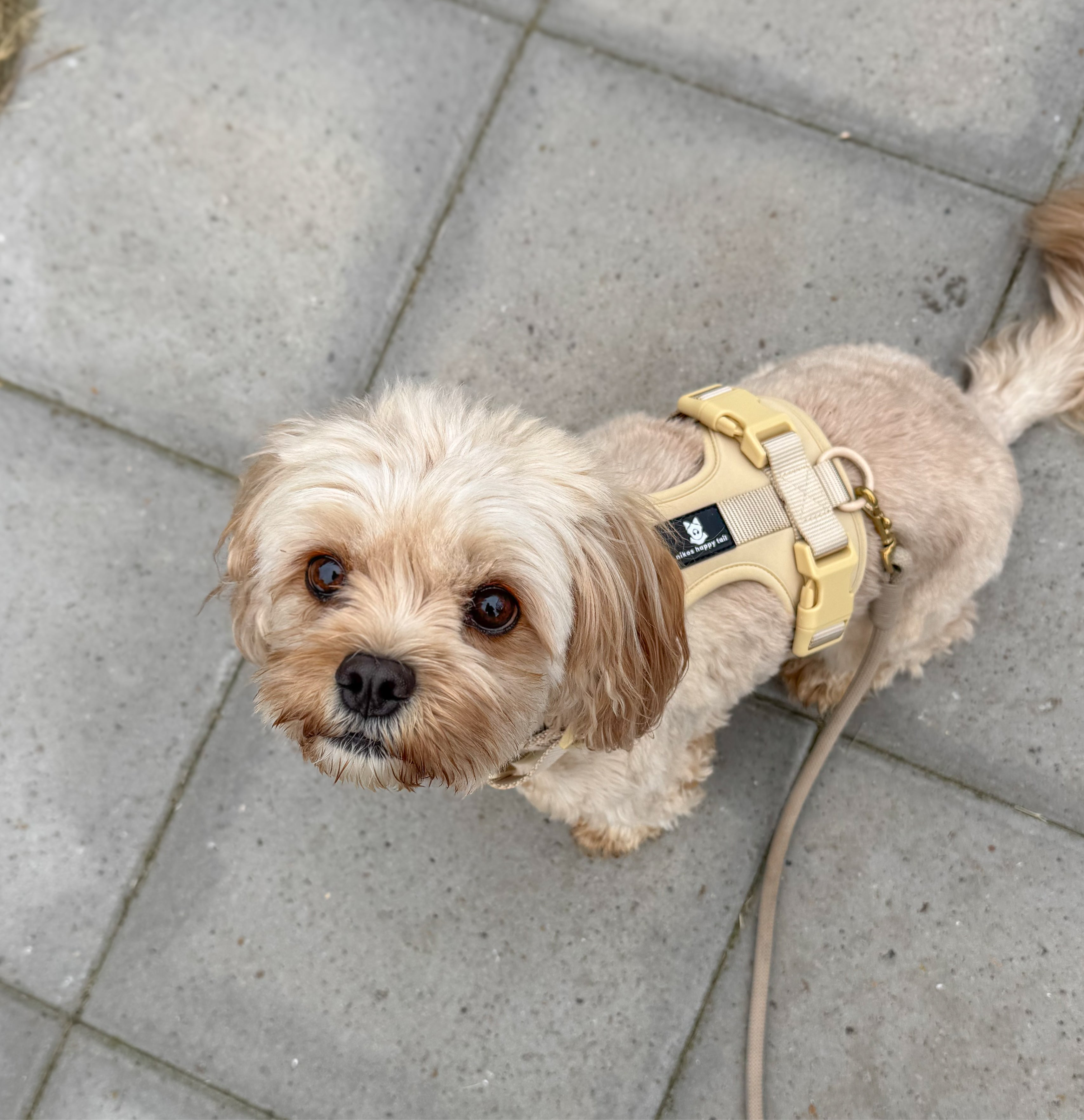 Maui Hundesele Beige