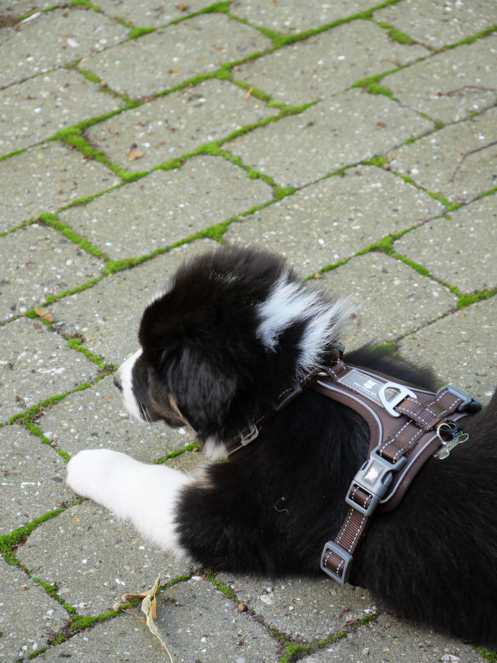 Lau Hundesele Brown