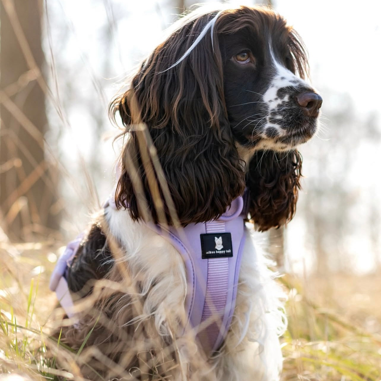 Maui Hundesele Light Purple