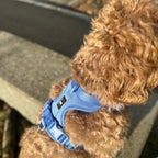 Maui Hundesele Ocean Blue