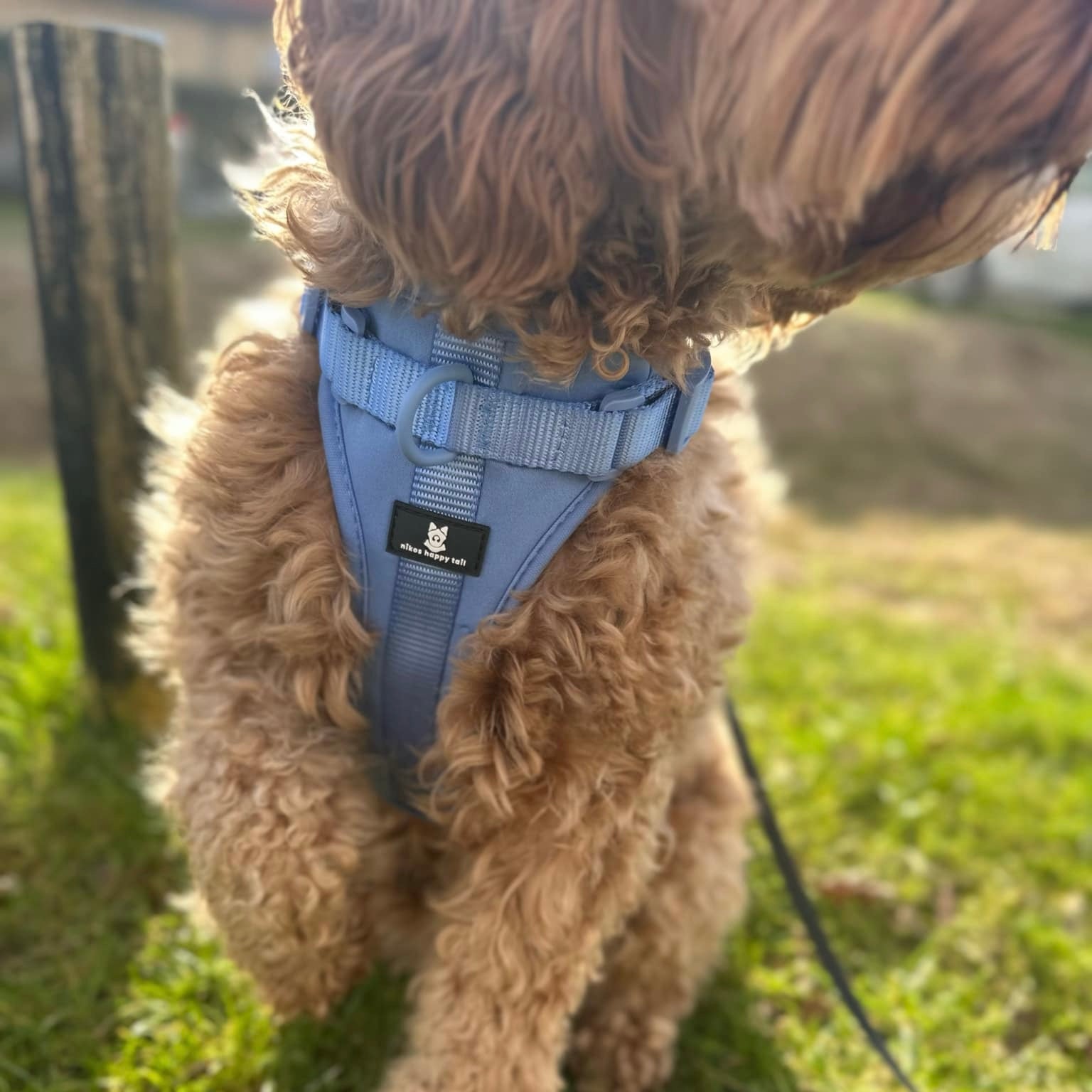 Maui Hundesele Ocean Blue