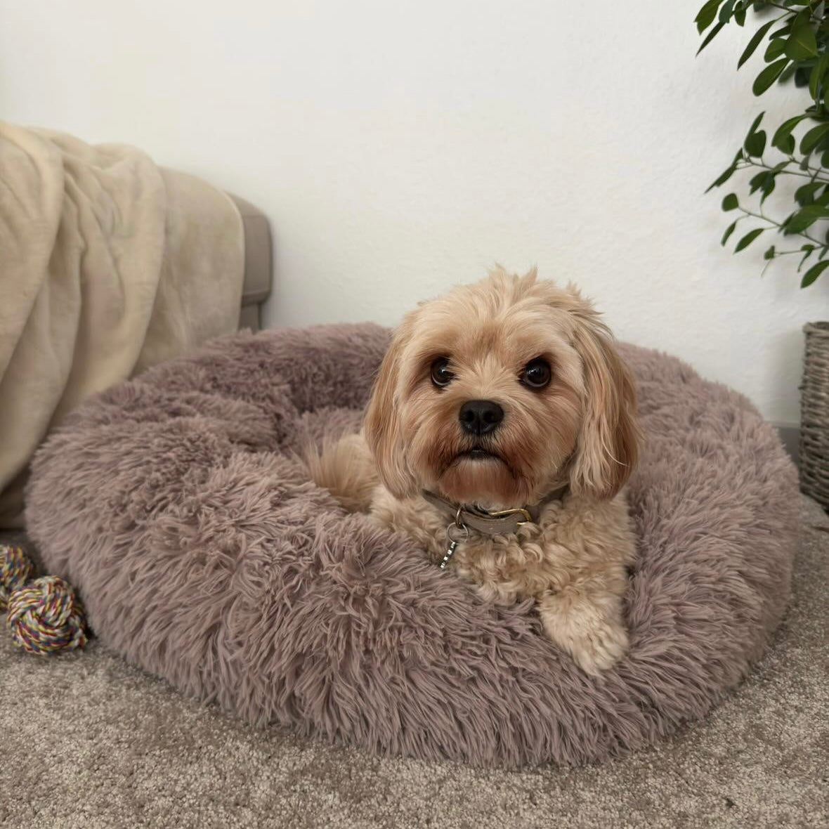 Happy Sleep Donut Hundeseng Pink