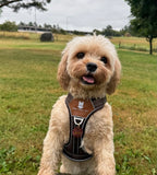 Lau Hundesele Brown