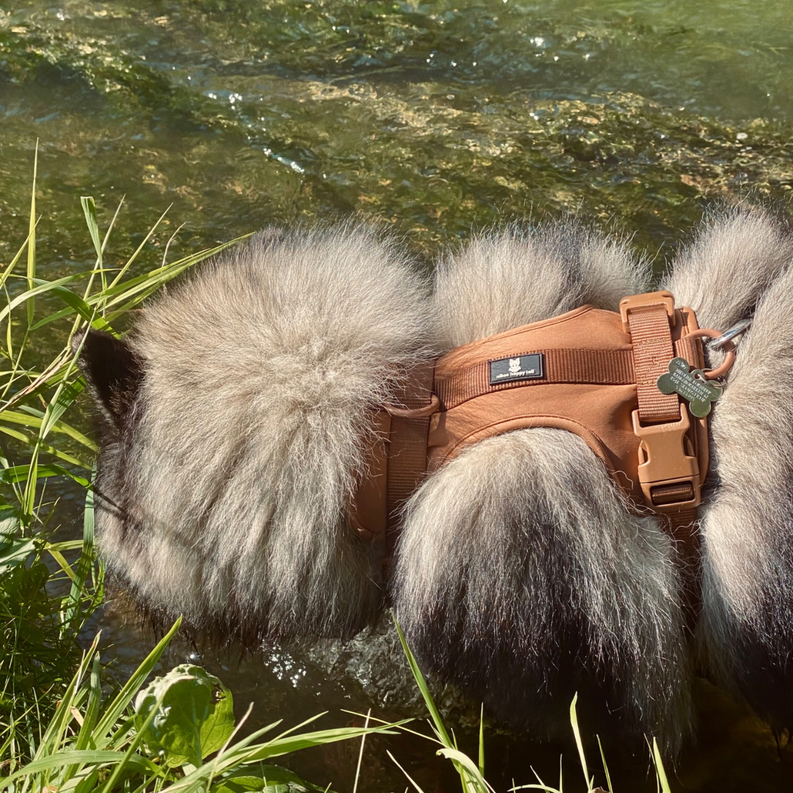 Maui Hundesele - nikos happy tail