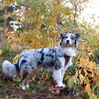 Maui Hundesele - nikos happy tail