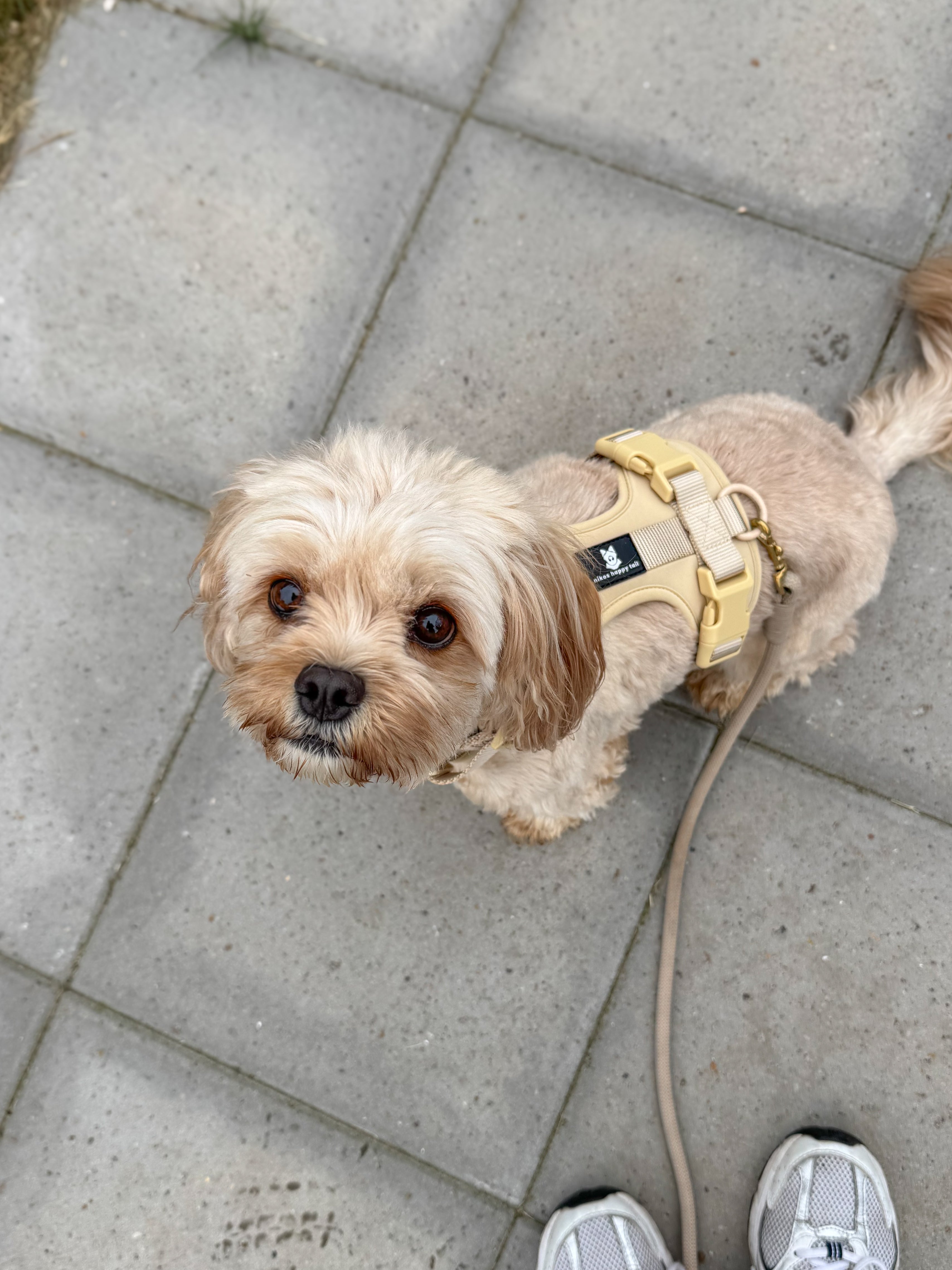 Maui Hundesele Beige