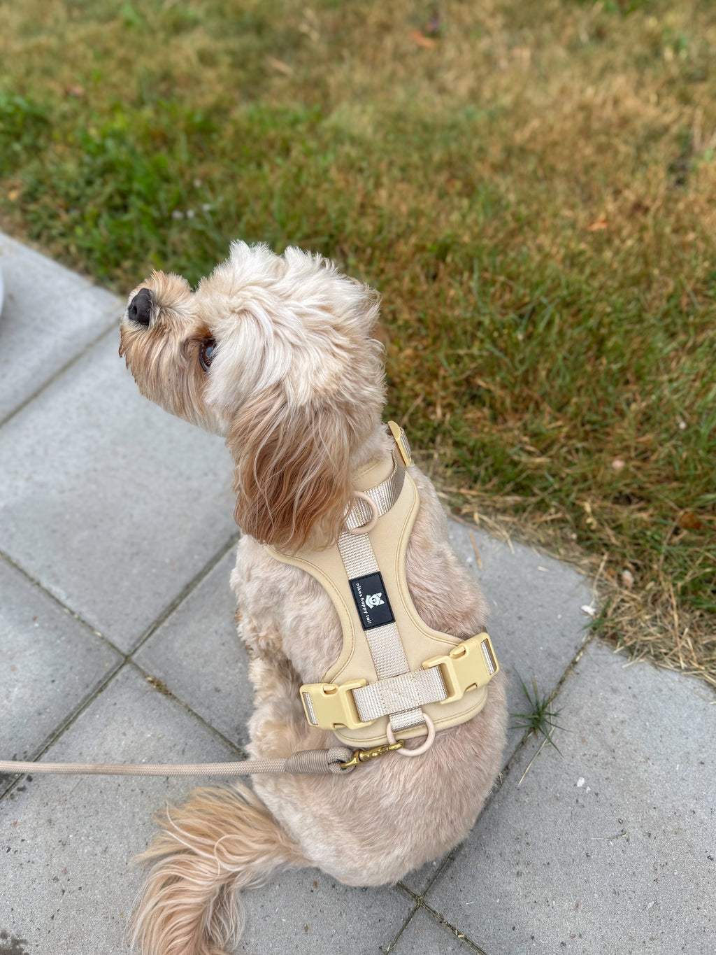 Maui Hundesele Beige