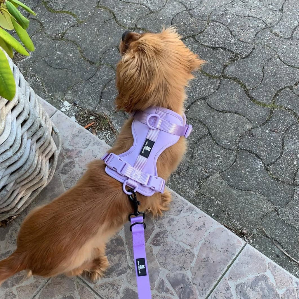 Maui Hundesele Light Purple