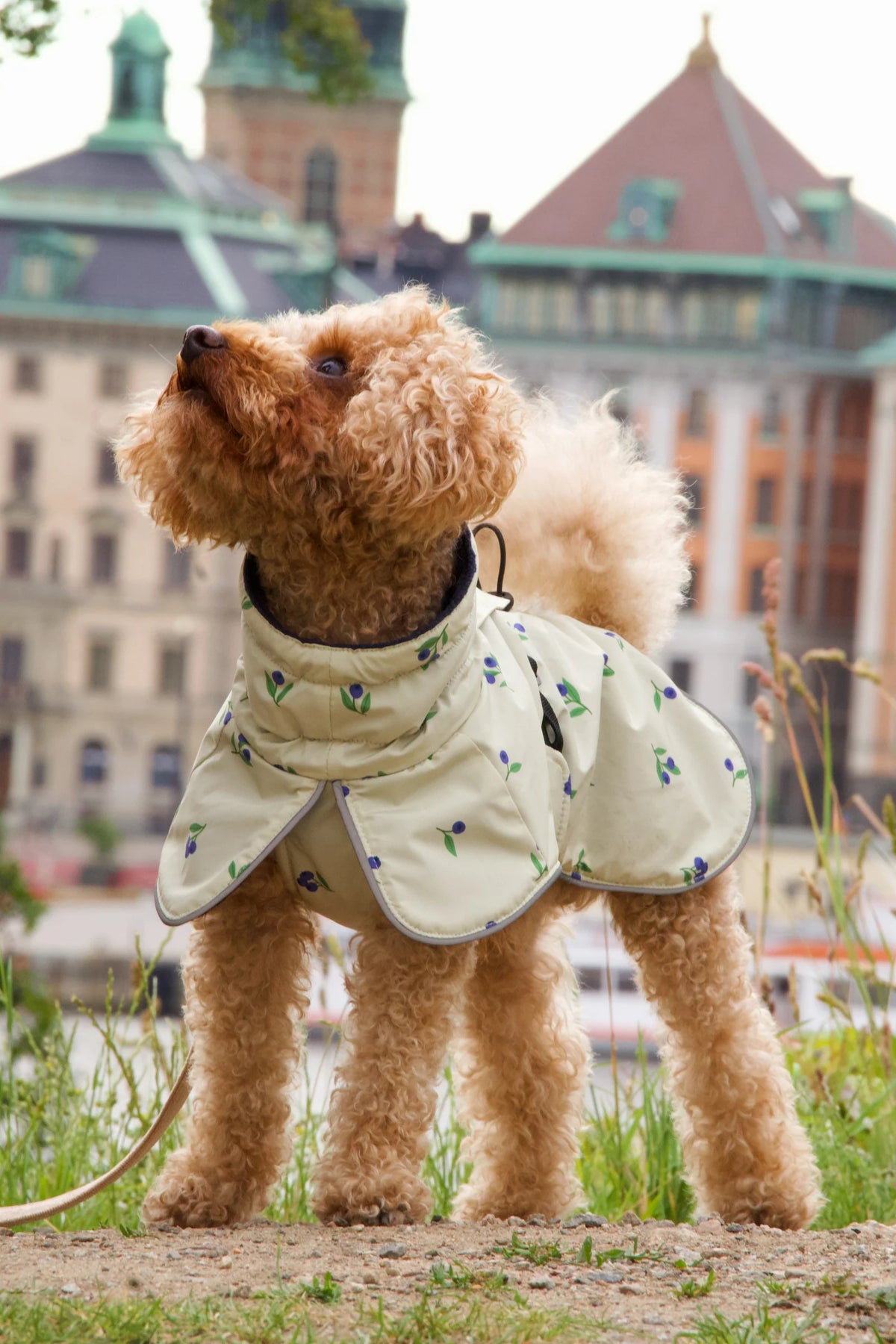 Hundejakke med blåbær