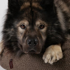 Nora Hundeseng i bouclé Brown