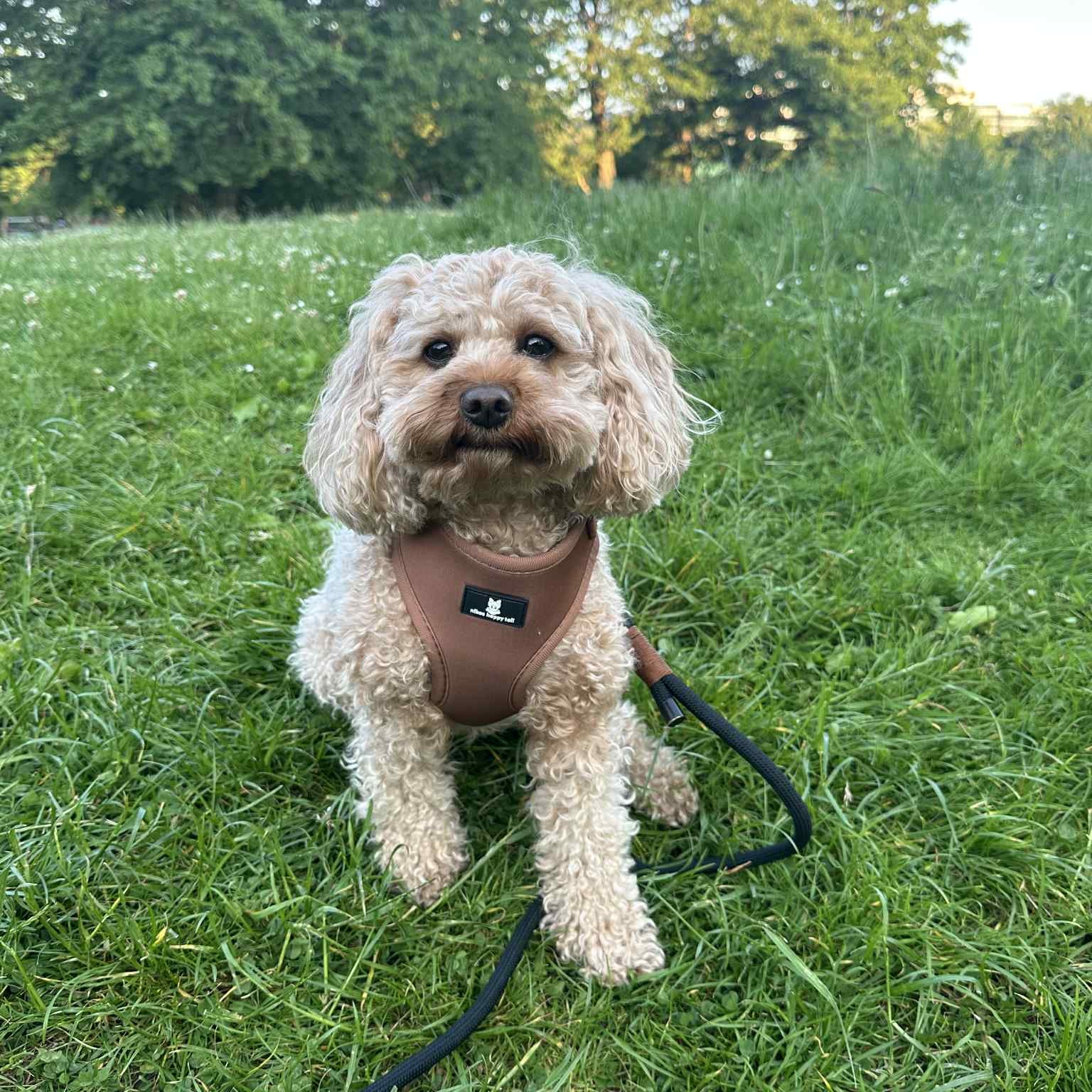 Aiko Hundesele Chocolate Brown