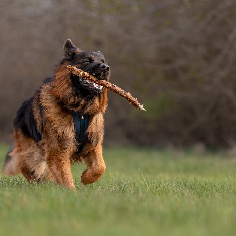 Maui Hundesele Dark Blue