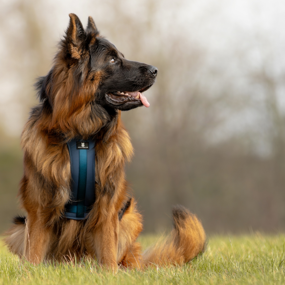 Maui Hundesele Dark Blue