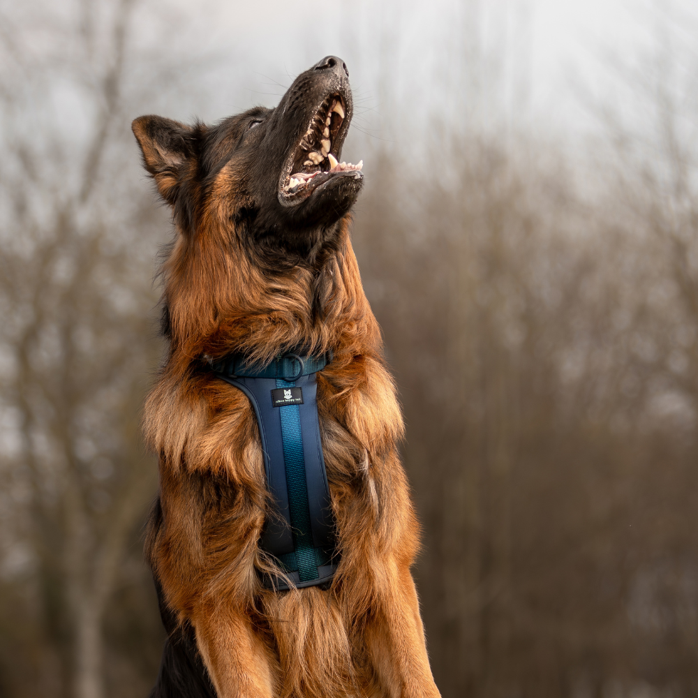 Maui Hundesele Dark Blue