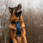 Maui Hundesele Dark Blue