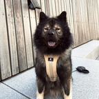 Maui Hundesele Beige