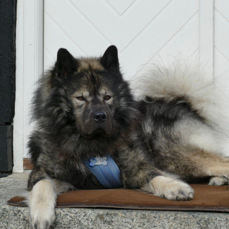 Alma Hundemadras Brown