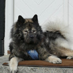 Alma Hundemadras Brown