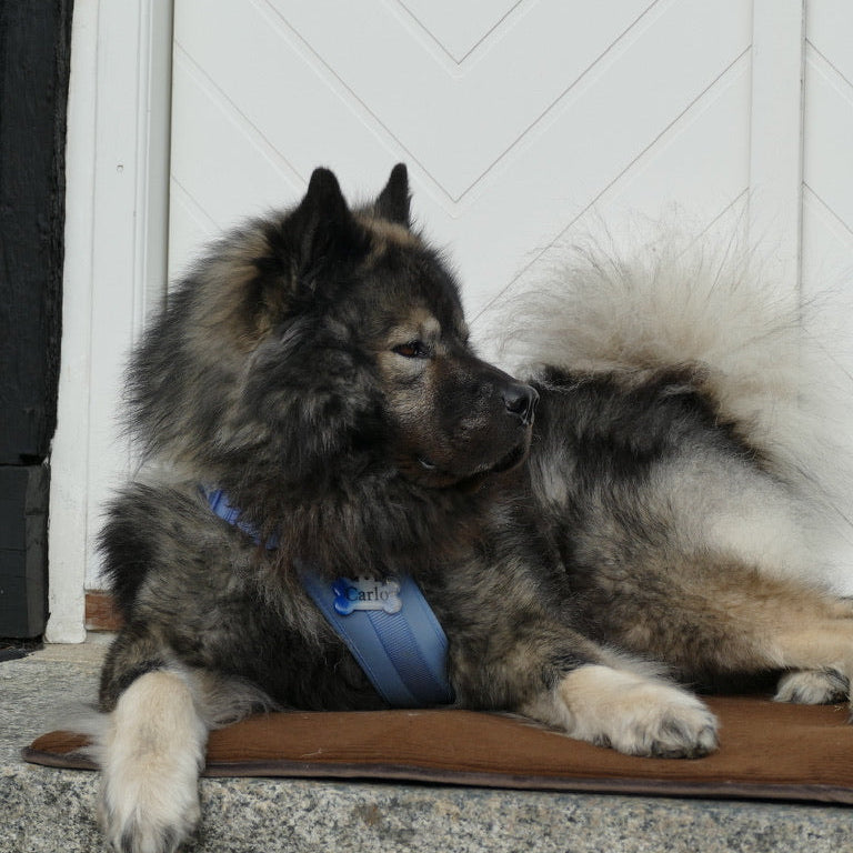 Alma Hundemadras Brown