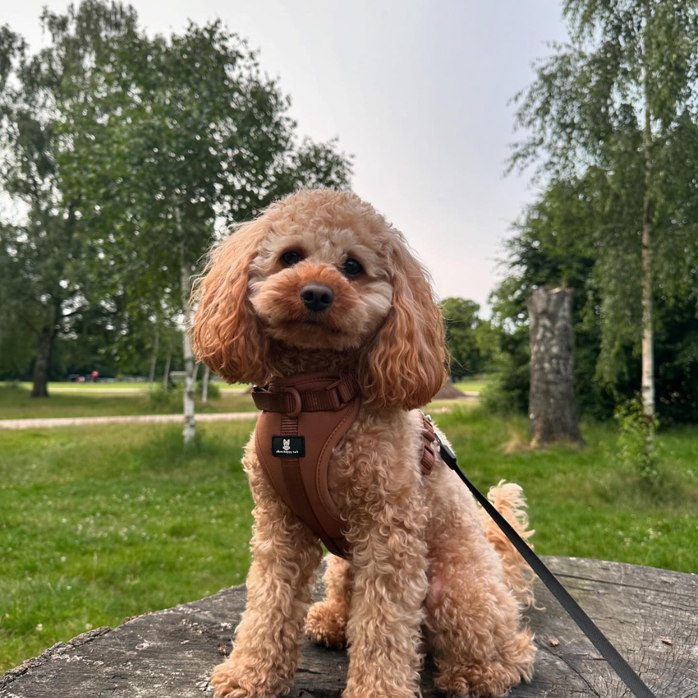 Maui Hundesele Chocolate Brown