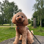 Maui Hundesele Chocolate Brown