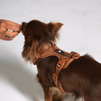 Maui Hundesele Chocolate Brown