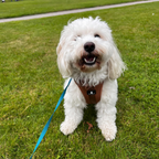 Maui Hundesele Chocolate Brown